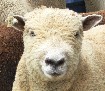 Click Here to visit Sheep in the Meadow Website