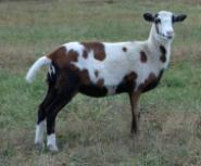 Click Picture for Pedigree of Moondust Lazy JV Aquarius