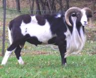 Click Here for More information on Bentley's Ecliptic Granite