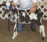 Click Here for Pedigree of Lazy JV Ice Storm