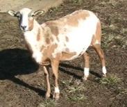 Click Picture for Pedigree of Lazy JV Pixie